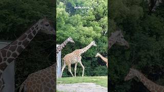 Leher Jerapah Panjang Banget, Tapi Ternyata Jumlah Tulang Lehernya Sama Kayak Manusia Cuma Tujuh