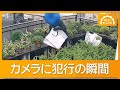 60万円高級盆栽7鉢盗まれる 人気の黒松、次々と手さげ袋に 防犯カメラに犯行の瞬間【知ってもっと】【グッド!モーニング】(2026年7月3日)