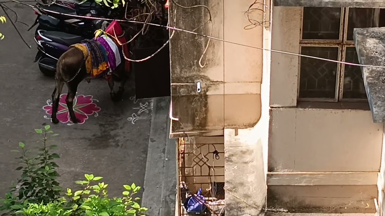 கொலுசு போட்டுட்டு மாடு பொங்கல் வாழ்த்து சொல்ல வந்திருக்கு😍