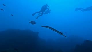 Madeira Underwater