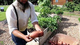 SWEET POTATOES  RAISED BED VS MOUND