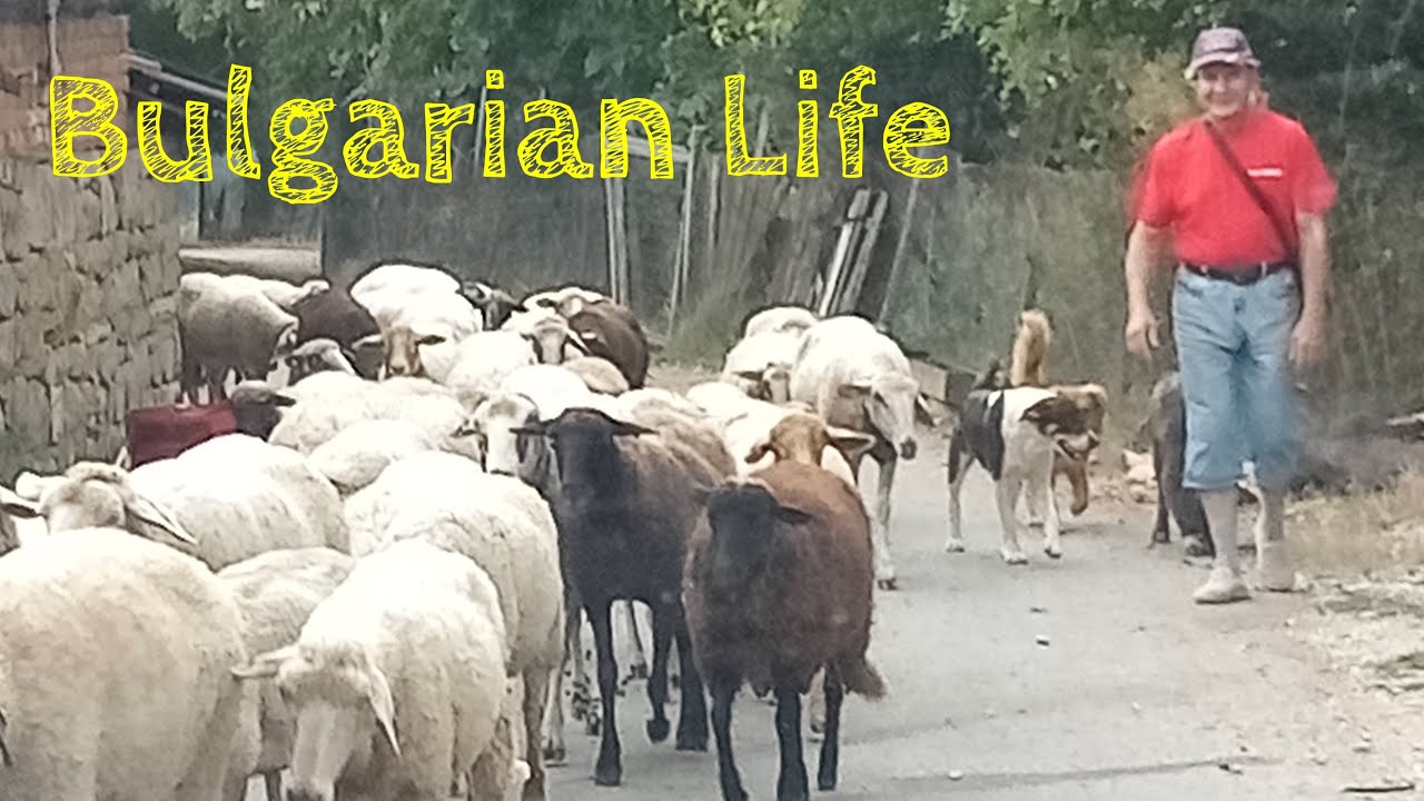 Settling Back Into BULGARIAN VILLAGE LIFE ! - YouTube