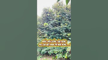 Nhắc đến giống sầu riêng ri6 của Việt Nam thì …!