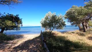 Thassos Island  Greece  beautiful olive orchid on the beach (Platana Beach)