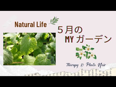 五感を癒やす5つの植物で簡単ガーデニング!ストレス解消のコツ