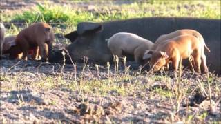 Ahh, Biggetjes Die Buiten Spelen