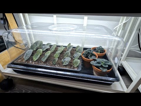 Potting Succulent Cuttings & Rooting/Propagating African Violets! 🌵🪴💚 // Garden Answer