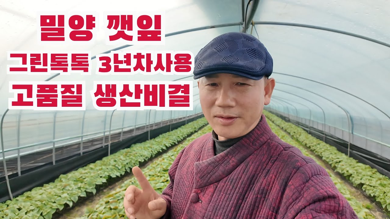 295)밀양 깻잎 그린톡톡 3년차 재배현장 도톰하고 향좋은 깻잎생산 #식물영양제#깻잎