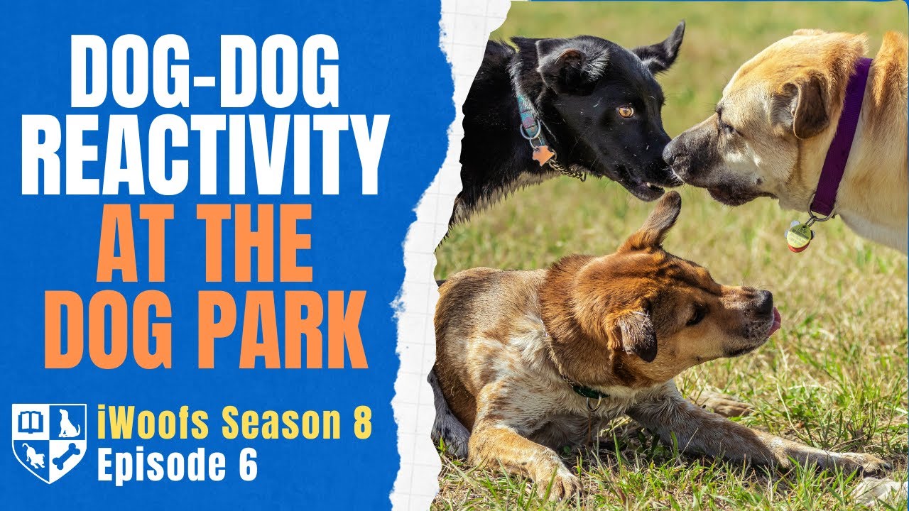 Dog dog reactivity at the Dog Park - iWoofs S8E6 - YouTube