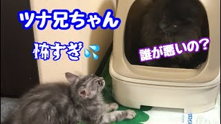 【メインクーン】ヤンチャなカイちゃんツナ兄にやらかしてます105