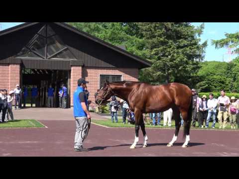 【4K】モーリス　2017種牡馬【社台スタリオンステーション】 Maurice