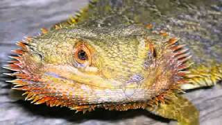 Bearded Dragon For Sale - How To Find Your Bearded Dragon For Sale The Right Way