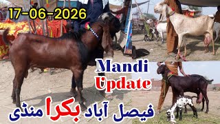 Today Latest Update Faisalabad Bakra Mandi 17-06-2026 | Sohaib Goat Farm Faisalabad |