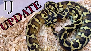 Famous Episode 127 - Irian Jaya (Papuan) Carpet Python Update Profile