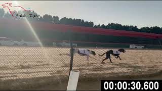 HHC Saluki Competition 2024 - Race 2 Greyhound M (2-1-1) by Saluki_Race 40 views 2 months ago 1 minute, 6 seconds
