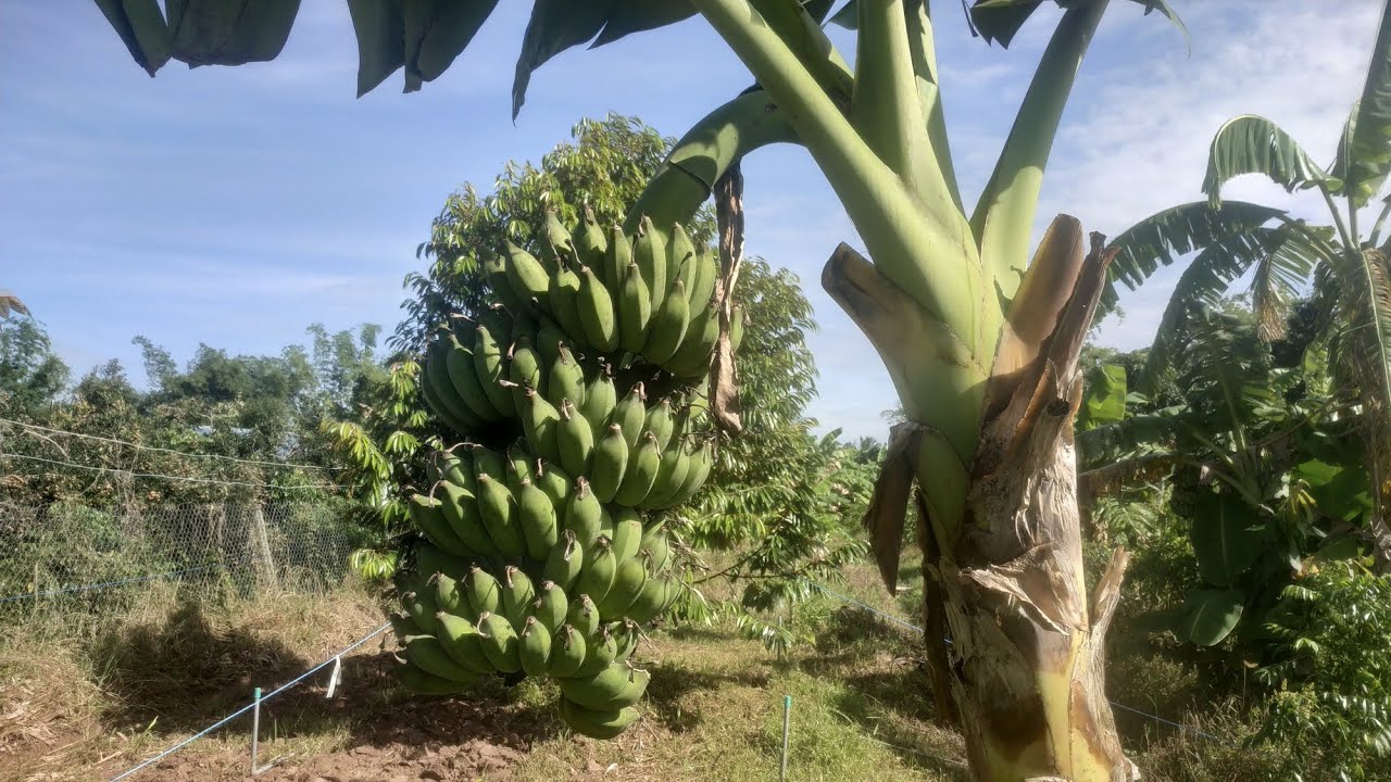 Ưu và nhược điểm của chuối xiêm lùn cấy mô