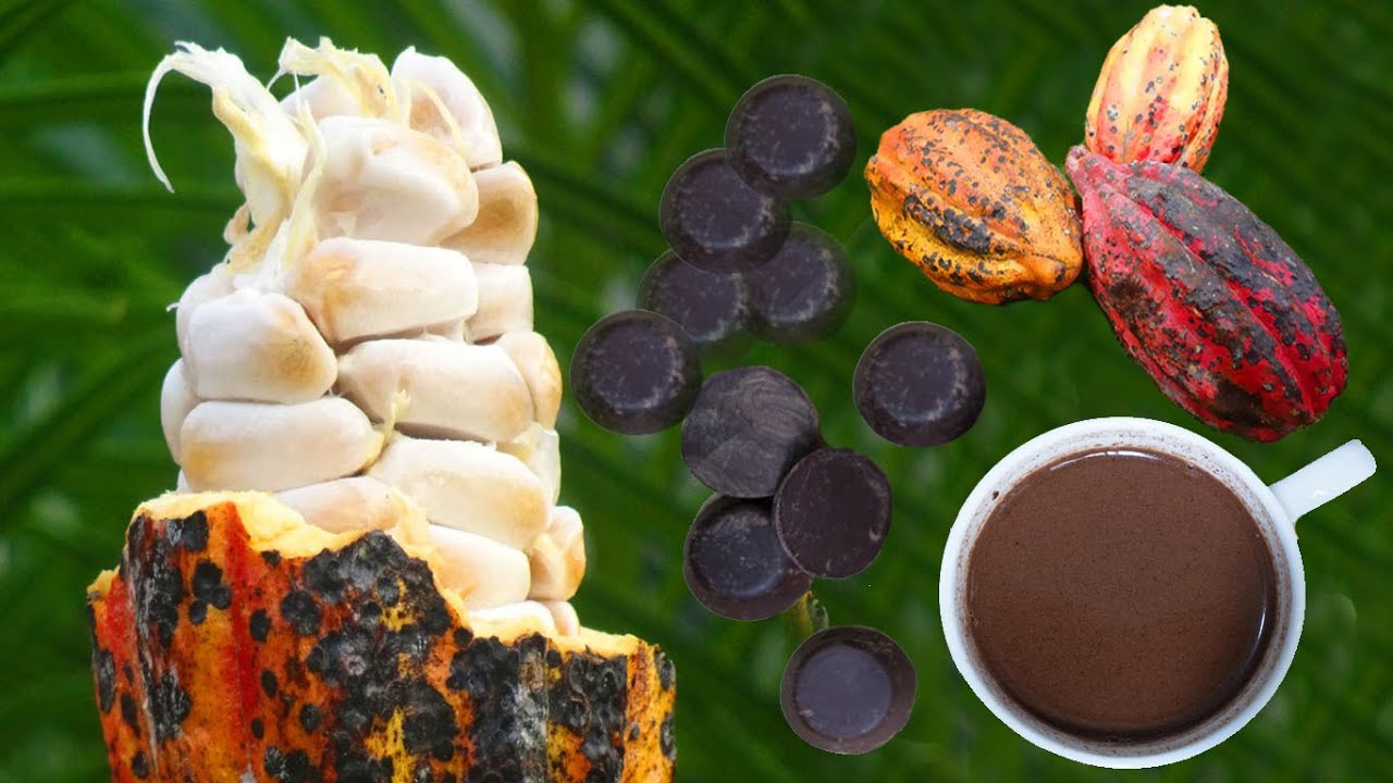 PURE CACAO Organic Tablea Cacao Tree to Hot Chocolate YouTube