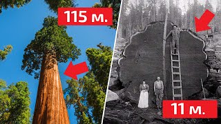 Секвойя - почему деревья ГИГАНТЫ растут только в Америке