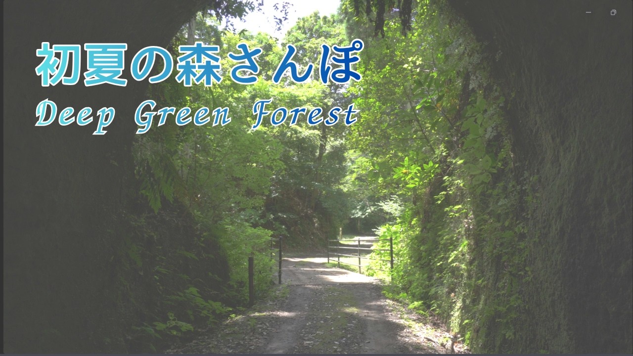 綺麗な景色を求めて】初夏の森をゆっくり歩くEarly Summer Forest Walk