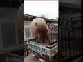 【面白】食べられるハズの豚が脱走