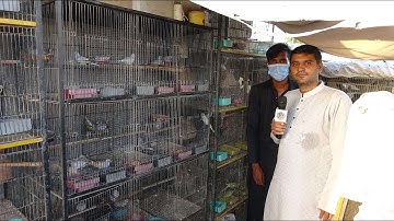 Java Colony Finch Colony Budgies Breeder Pairs and Dove Breeder Pairs Poora Setup Khatam Karna Hai