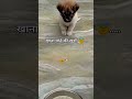 so cute baby cat 😺🐈.... #cat #viral #dog #animals #shorts #trending #cats
