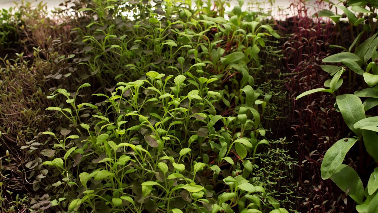 ChefSteps Microgreens Time-Lapse