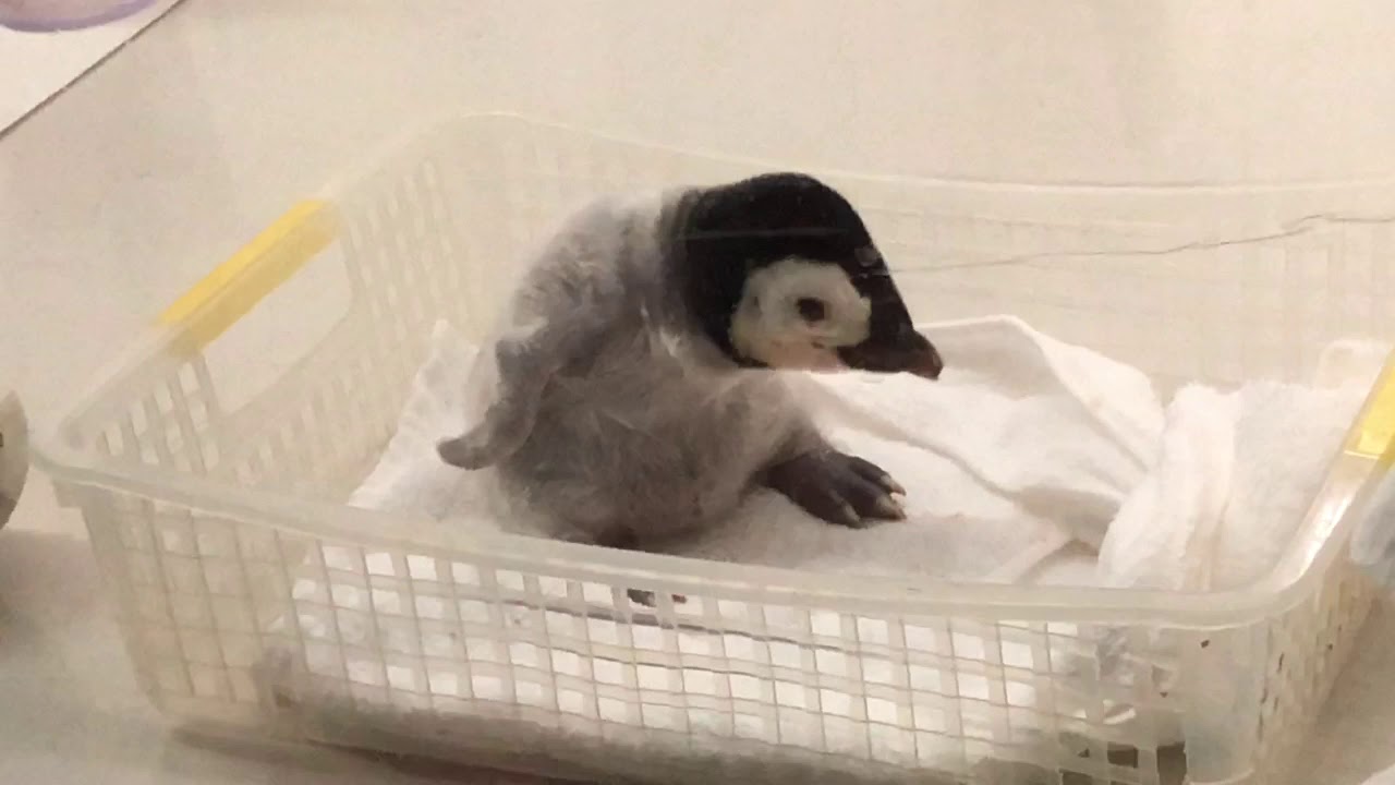 エンペラーペンギンの赤ちゃん13日齢（2020年10月15日）