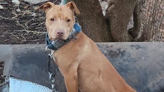 Sht Rolls Off The Shovel