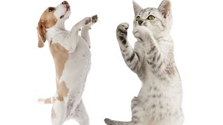 15 Cats Who Arent Afraid Of Dogs