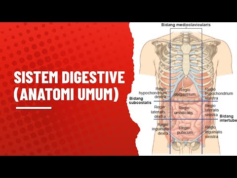 Video: Jejunum: Definisi, Fungsi Dan Anatomi, Diagram, Dan Ketentuan