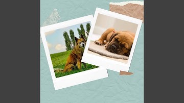 Opulent Backdrops for Puppy and Baby Fun