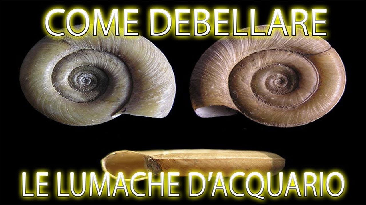 Le LUMACHE D'ACQUARIO sono PERICOLOSE? Come combattere la loro riproduzione