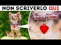 Non Permettere A Nessuno Di Fotografare Il Tuo Cane