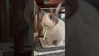 it’s in excellent condition #bunny #rabbit #lawnmower #funny #cute #trending #viral
