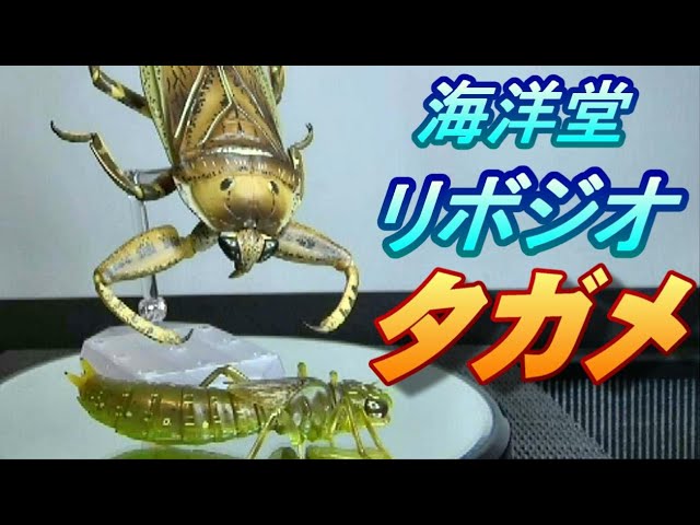 フィギュア】リボジオ《タガメ》 開封レビュー!!! - YouTube
