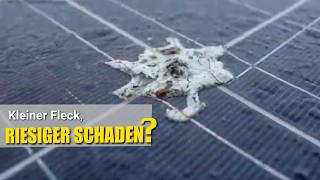 🚨 Kleiner Fleck, riesiger Schaden? Warum Vogelkot deine Solaranlage ruiniert! 🦅☀️