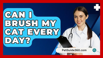 Can I Brush My Cat Every Day? - PetGuide360.com