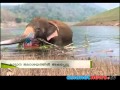 Wild Elephant entrapped Idamalayar backwater