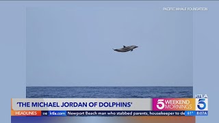 Photo captures wild dolphin catching huge air