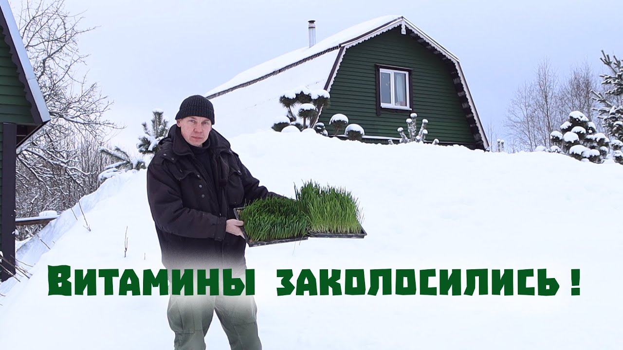 Вокруг сугробы, а у нас - свежая зелень, рассада и суровые пчёлы!