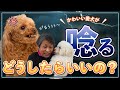 【犬 しつけ】愛犬が唸るのを直すにはどうしたらいいの？