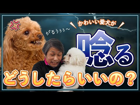 犬が唸る5つの理由と正しい対処法