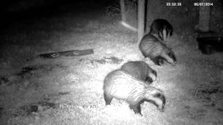 Badger scenting another badger