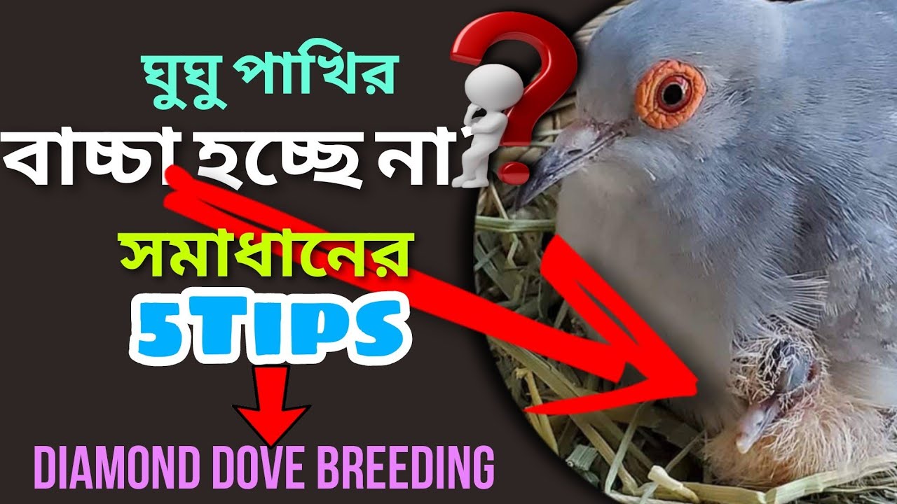 ডায়মন্ড ঘুঘু পালনে ৫টি খাবার | Diamond dove breeding tips (V - 270)