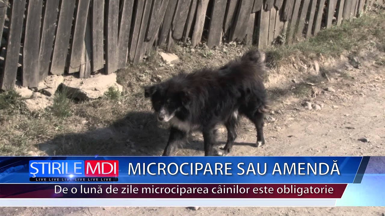 Microcipare sau amenda - MDI TV