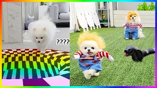 Funny and Cute Dog Pomeranian 😍🐶| Funny Puppy Videos #391 by Pets Mini 1,258 views 6 months ago 8 minutes, 56 seconds