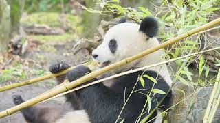 Our 30 Years:The story behind international giant panda conservation with Austria’s Schönbrunn Zoo 🐼