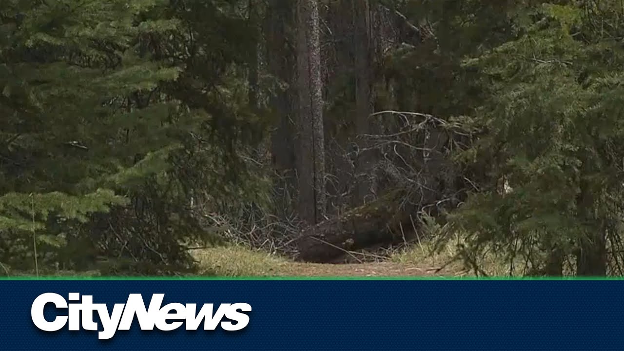 Alberta RCMP find missing elderly woman in forest four days after going missing