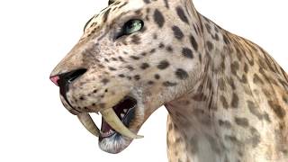 Saber tooth leopard 3d model